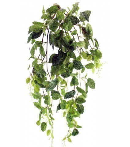 Chute de fittonia artificielle