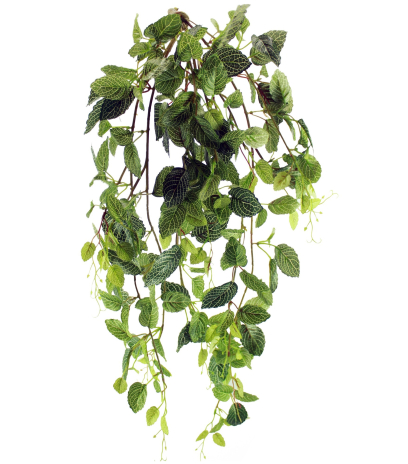 Chute de fittonia artificielle