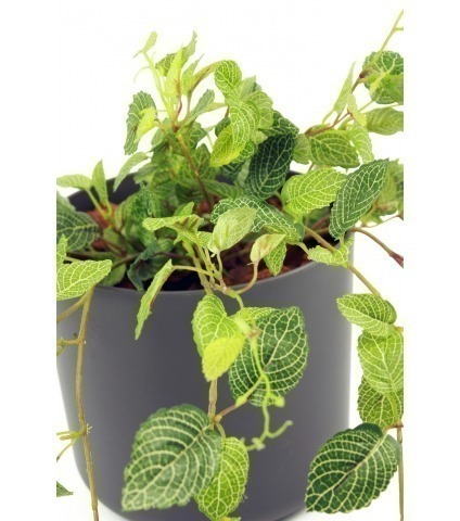 Chute de fittonia artificielle