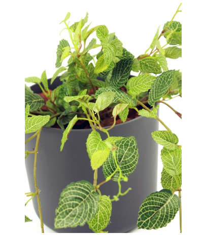 Chute de fittonia artificielle