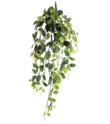 Chute de fittonia artificielle