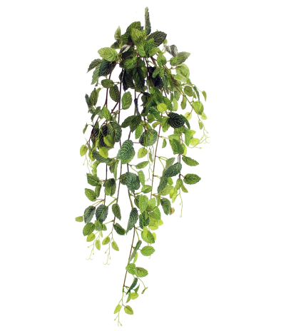 Chute de fittonia artificielle