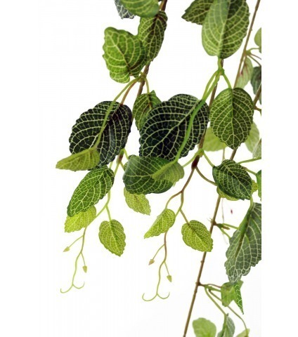 Chute de fittonia artificielle