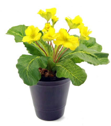 Primevère artificielle jaune