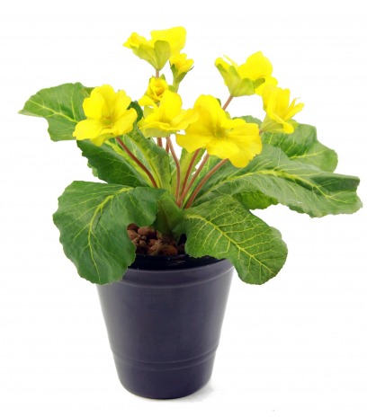 Primevère artificielle jaune