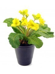 Primevère artificielle jaune
