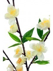 Branche de cerisier blanc