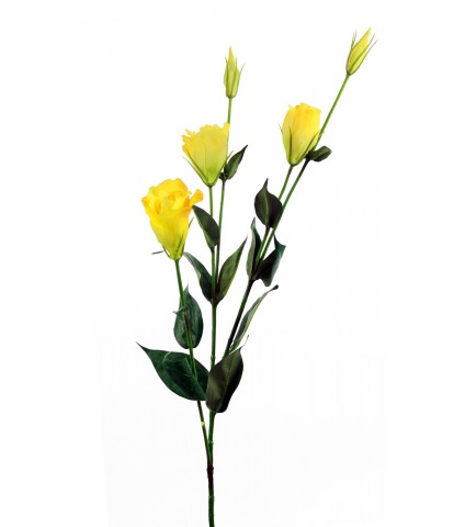 Lisianthus jaune