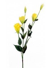 Lisianthus jaune
