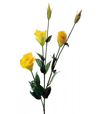 Lisianthus jaune