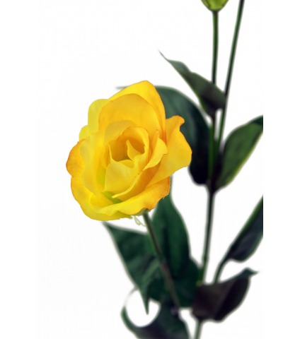 Lisianthus jaune