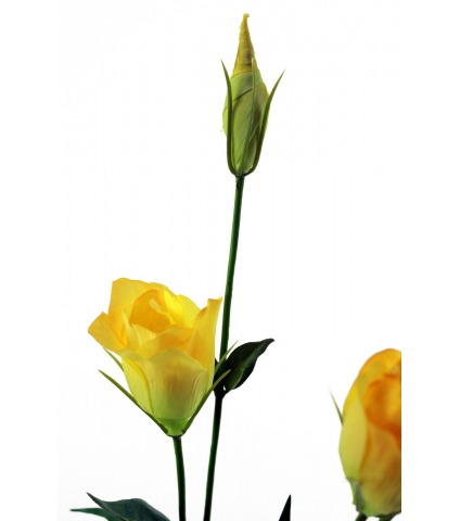 Lisianthus jaune