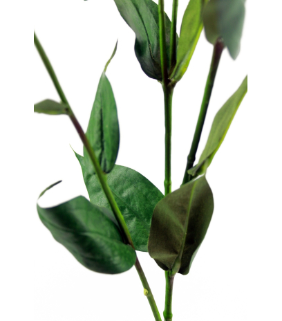 Lisianthus jaune