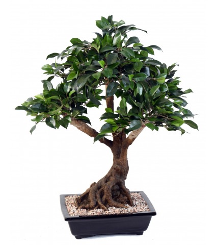Bonsai artificiel ficus