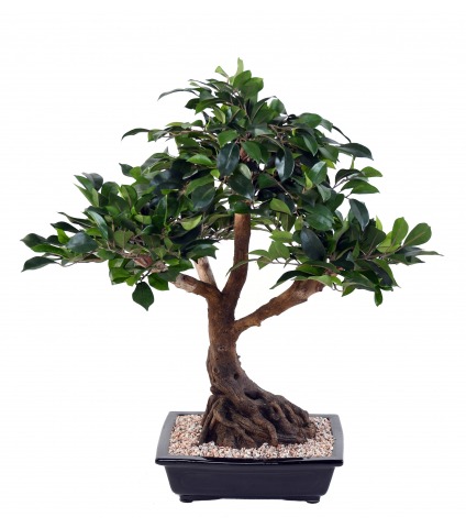 Bonsai artificiel ficus