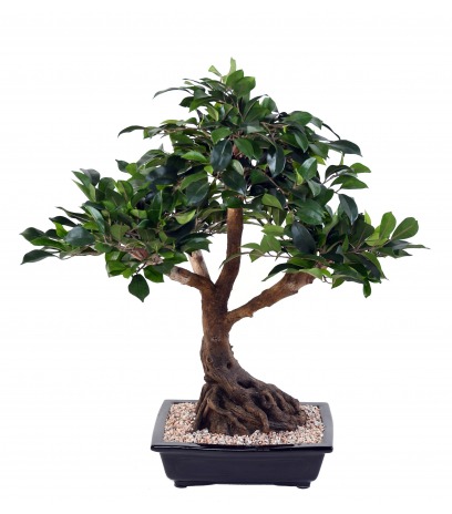 Bonsai artificiel ficus