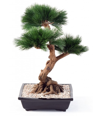 Bonsaï pin japonais artificiel