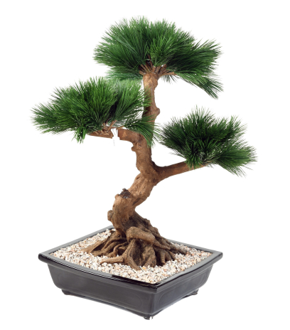 Bonsaï pin japonais artificiel