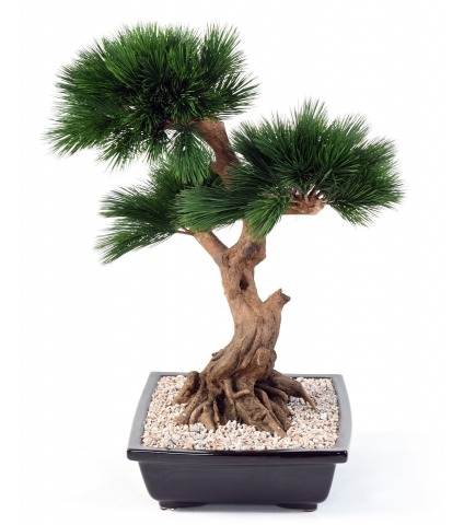 Bonsaï pin japonais artificiel