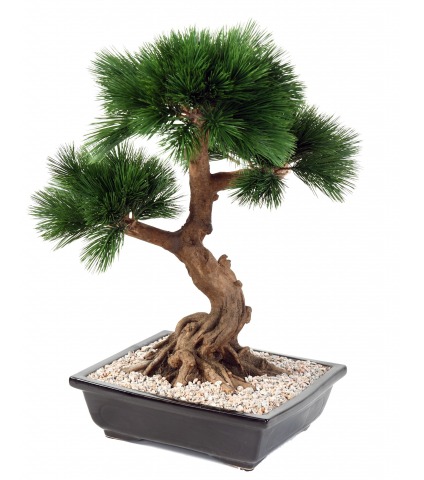 Bonsaï pin japonais artificiel
