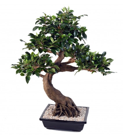 Bonsaï artificiel cinq têtes