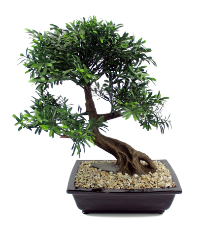 	Bonsaï artificiel salix