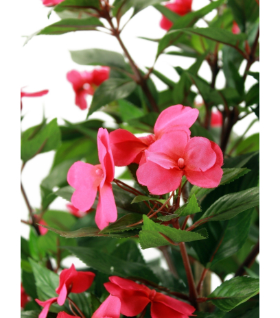 Impatiens des jardins