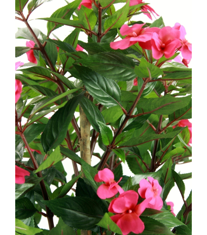 Impatiens des jardins
