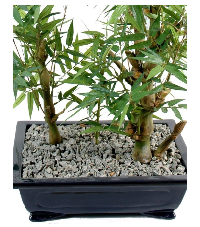 Bonsai artificiel bambou