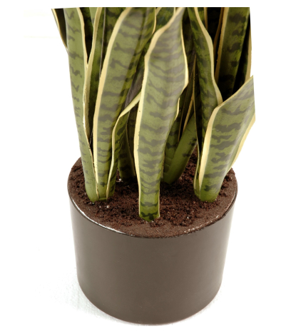 Pot