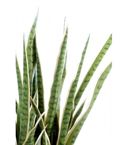 Sansevieria artificiel langue de belle mère