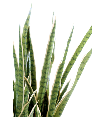 Sansevieria artificiel langue de belle mère