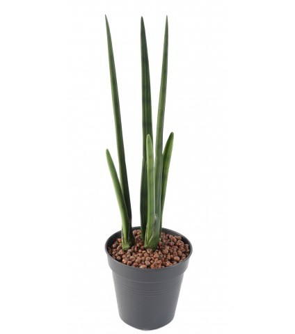 Sansevière artificielle cylindrica