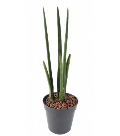 Sansevière artificielle cylindrica
