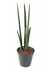 Sansevière artificielle cylindrica