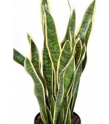 Sansevieria artificiel large vert et jaune