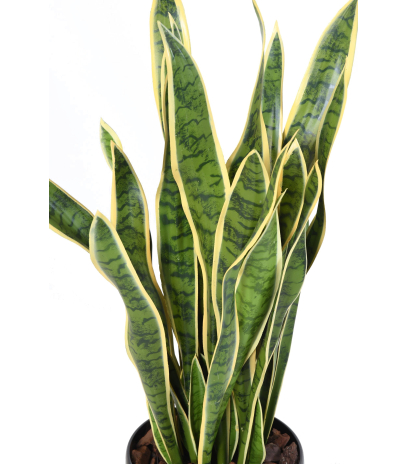 Sansevieria artificiel large vert et jaune