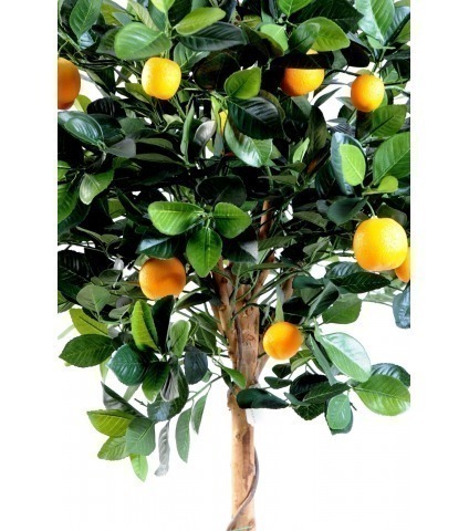 Oranger artificiel buisson