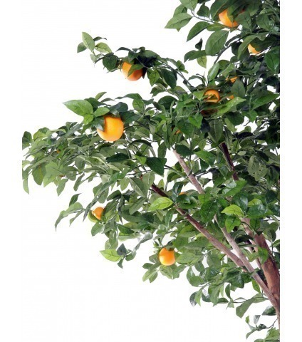 Oranger artificiel tronc double