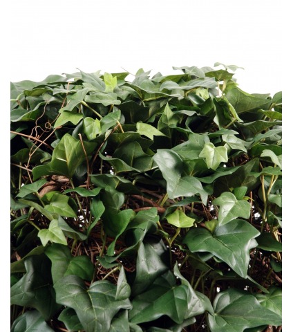 Boule lierre champêtre