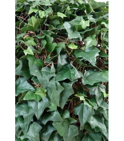 Boule lierre champêtre