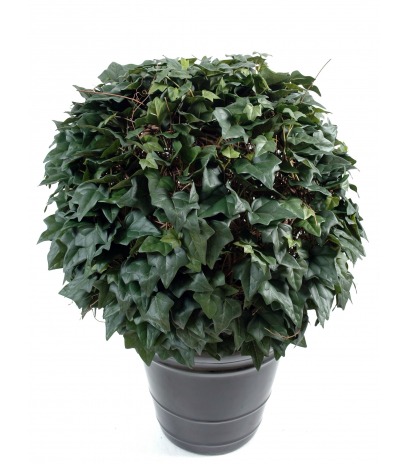 Boule lierre champêtre