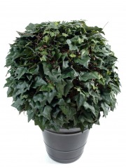 Boule lierre champêtre