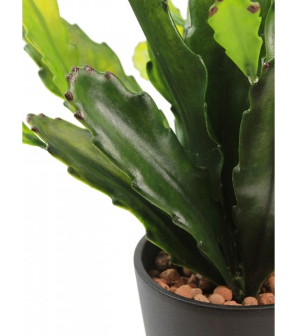 Cactus artificiel epiphyllum