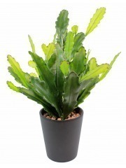 Cactus artificiel epiphyllum