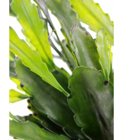 Cactus artificiel epiphyllum