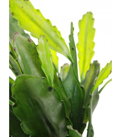 Cactus artificiel epiphyllum