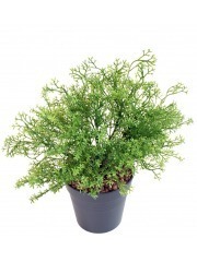 Sélaginelle artificielle