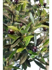 Olivier geant artificiel h 350 cm l 330 cm olives noires sur platine -  choisisse