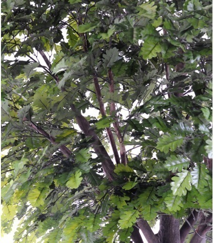 Chêne artificiel tête